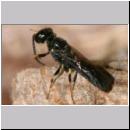 Passaloecus sp - Grabwespe 05 5-7mm.jpg